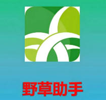 野草助手：小米电视 TV 端专用版！